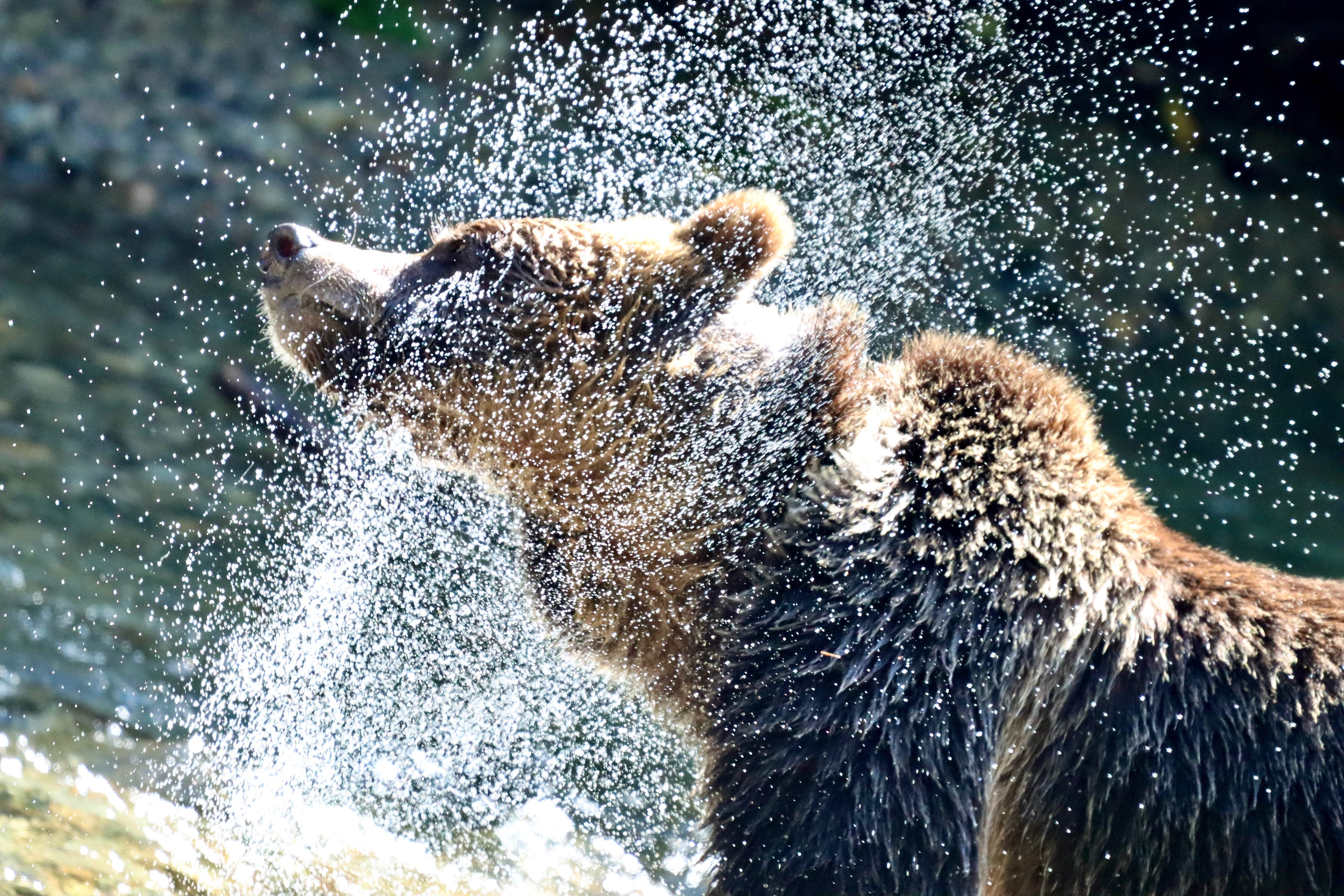 Grizzly Bear shaking water off of its head