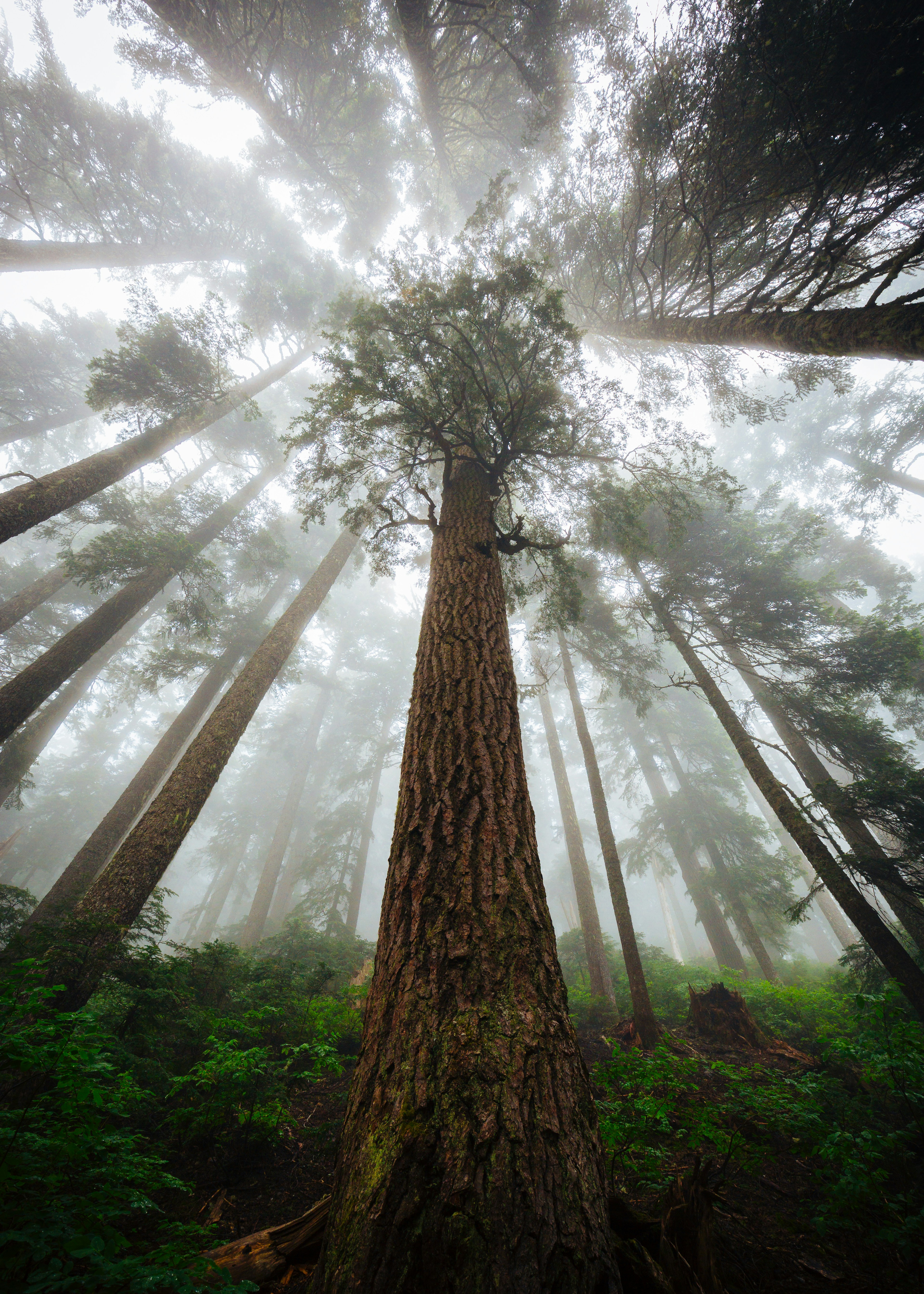 stand of cedar trees with light flowing through them