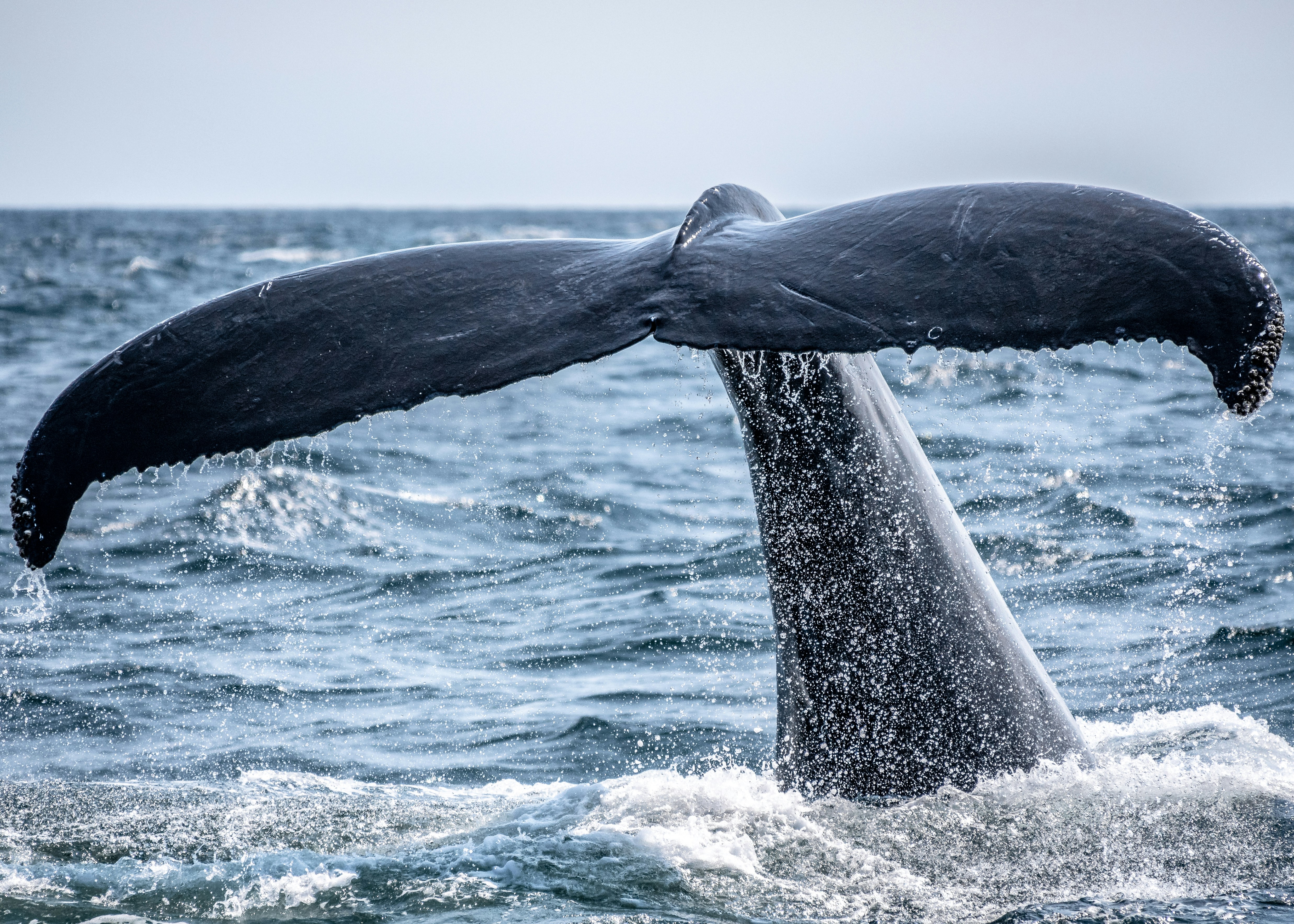 humpback whale tail with water flowing off it