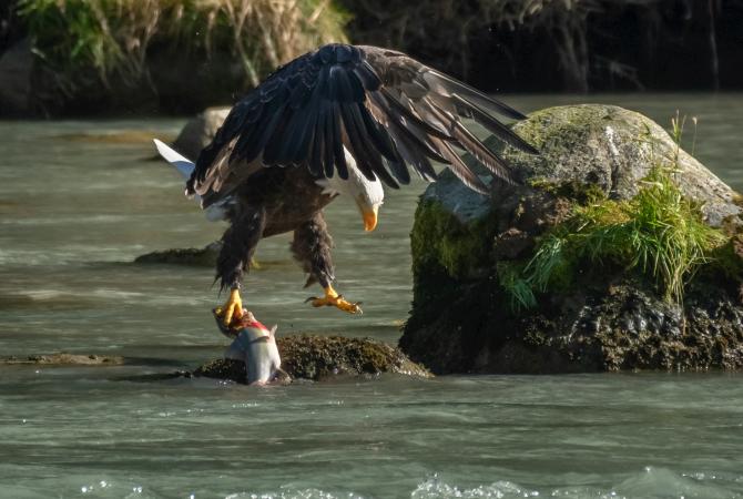 eagle fishing in a river, has a fish in its talon