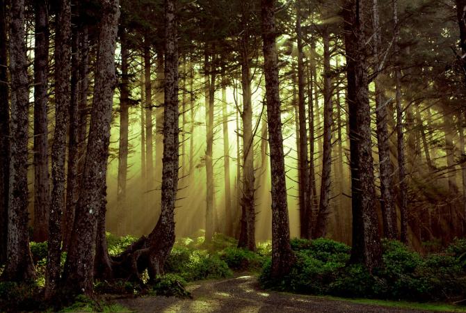 forest with sunlight rays beaming through the trees. forestry, tree planting, falling, logging,